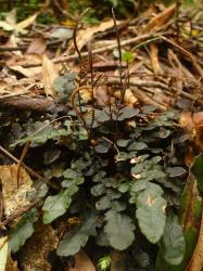 Blechnum nigrum. Mature plant with prostrate sterile fronds, and erect fertile fronds.
 Image: L.R. Perrie © Leon Perrie CC BY-NC 3.0 NZ